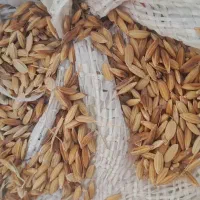 شلتوک درجه یک