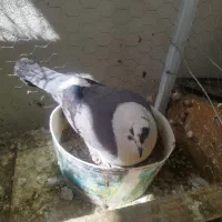ماده کربلایی، کله سفید