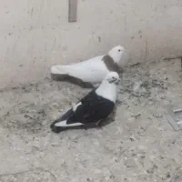 کفتر|پرنده|مشهد, چهنو|دیوار