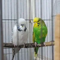 نرو ماده مرغ عشق انگلیسی و معمولی گرید بالا