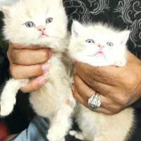 بریتیش دوماهه