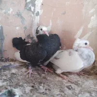 سهره قناری
