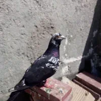 کبوتر بحرینی اصل