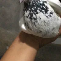 کبوتر