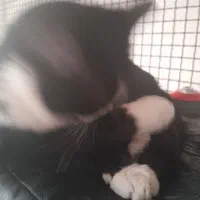 داوطلبانه رایگان