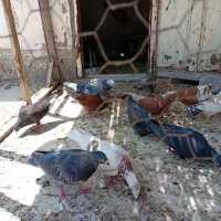 کفتر