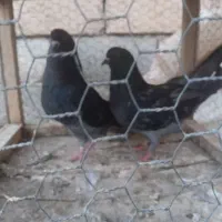 کبوتر پرشی