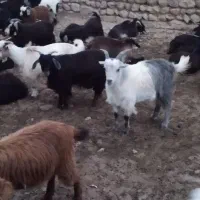 بزغاله فروشی نر و ماده