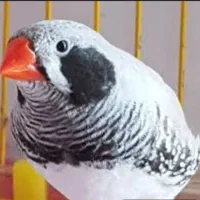 فنچ گمشده