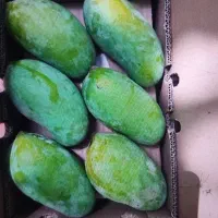 انبه صادراتی