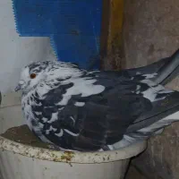کبوتر پرشی