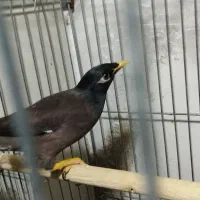 مرغ مینا سالم وسرحال آواز خون