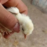 جوجه نژاد دار