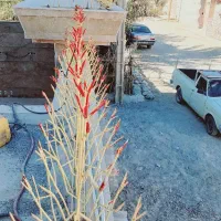 نرده وحفاظ شاخ گوزنی دور حیاط وجوشکاری سیار