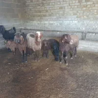 ۴راس گوسفند داشتی همراه ۴راس بره و بزغاله