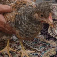 خروس پنج ماهه