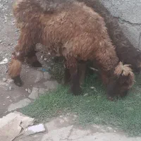 نربره گوسفندا