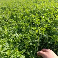 یونجه کوبیده شده بدونه گیاه