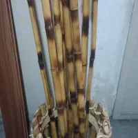 گلدان بامبو