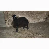 بره نرپرواری