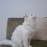 فوری گربه ۱۱ماهه نر