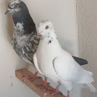 کفتر پرشی مایع