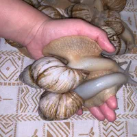 انواع اچاتینا