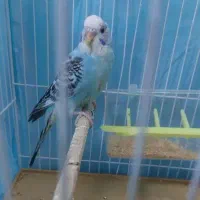 مرغ عشق آبی سالم و کشیده
