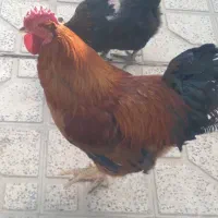 خروس