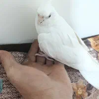 عروس آلبینو نر.رام
