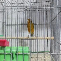 پرنده|پرنده|بافق, |دیوار