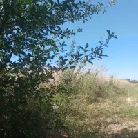 علف زنی