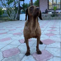 سگ نژاد ویزلا