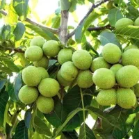 گردوتکانی
