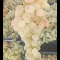 انگور عسکری درجه ۱