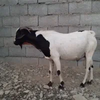 نری|حیوانات مزرعه|بندرعباس, |دیوار