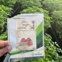 *نشا* گوجه خربزه وهندونه