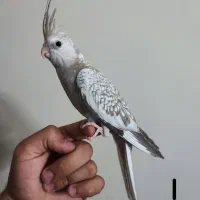 جوجه عروس هلندی 3 عدد عروس هلندی جوجه