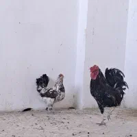 مرغ و خروس گلین