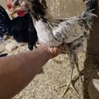 خروس سفید مشکی محلی