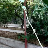 8-قصب-فاز-دو-چمران