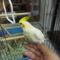 عروس هلندی دستی