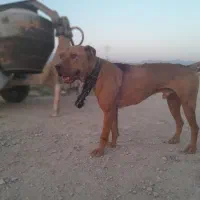 سگ پیتبول
