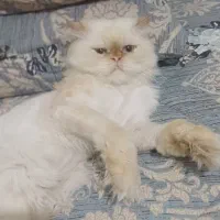 گربه پرشین نر