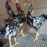 کوشامو بلک متلد/جوجه مرغ و خروس نیمچه تخم نطفه دار