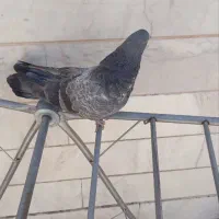 کبوتر