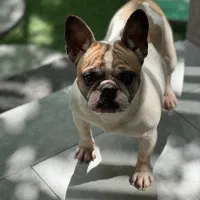 فرنچ بولداگ دختر تربیت شده