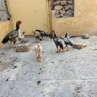 جوجه اصیل اصیل