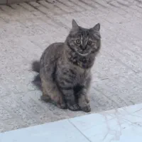 واگذاری گربه رایگان