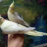 یک جفت عروس هلندی دستی